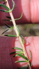 Aspalathus tridentata