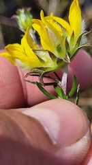 Aspalathus tridentata