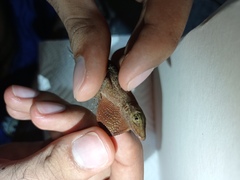 Anolis tropidogaster