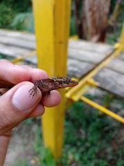 Anolis tropidogaster