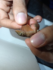 Anolis tropidogaster