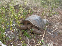 Chelonoidis niger chathamensis