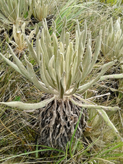 Espeletia occidentalis