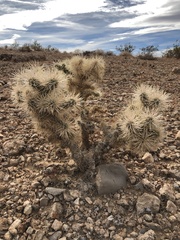 Cylindropuntia echinocarpa
