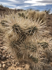 Cylindropuntia echinocarpa