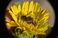 Dianthidium subparvum