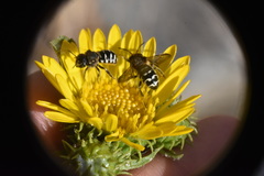 Dianthidium subparvum