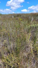 Hypodiscus alboaristatus