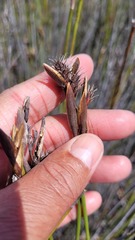 Hypodiscus alboaristatus