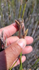 Hypodiscus alboaristatus
