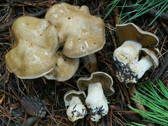 Cortinarius infractus
