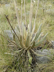 Espeletia occidentalis