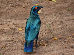 Lamprotornis chalcurus