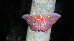 Procitheronia fenestrata