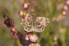Muschampia baeticus