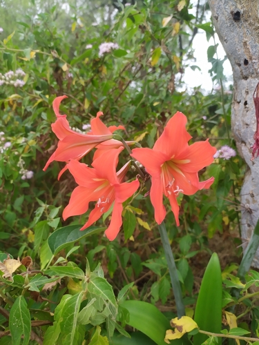 Hippeastrum petiolatum, photograph 1