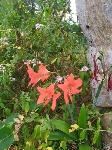 Hippeastrum petiolatum, photograph 2