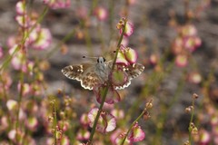 Muschampia baeticus