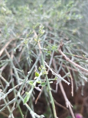 Genista tenera