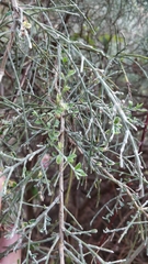 Genista tenera