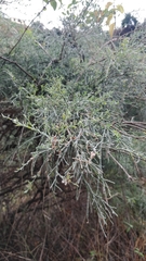 Genista tenera