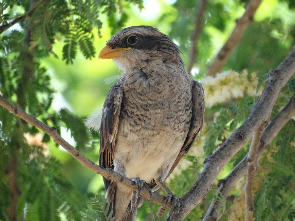 Yellow-billed Shrike (Corvinella corvina) photo