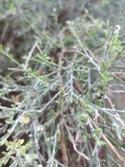 Genista tenera