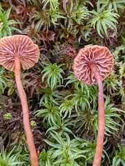 Laccaria striatula