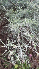 Genista tenera