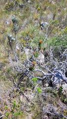 Lobostemon sanguineus