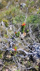 Lobostemon sanguineus