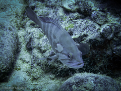 Epinephelus caninus