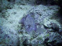 Epinephelus caninus