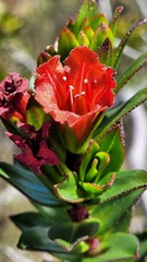 Lobostemon sanguineus