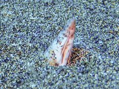 Apterichtus anguiformis
