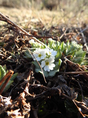 Primula magellanica