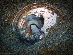 Amphioctopus burryi