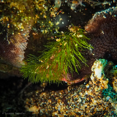Pseudochlorodesmis furcellata