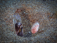 Amphioctopus burryi