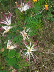 Calliandra parvifolia