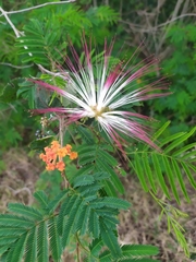 Calliandra parvifolia