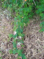 Calliandra parvifolia
