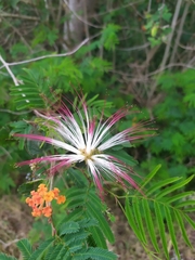 Calliandra parvifolia