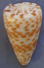 Conus tessulatus