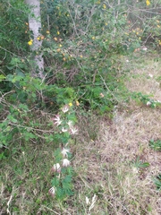 Calliandra parvifolia
