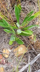 Echiostachys ecklonianus