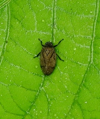 Zulia pubescens