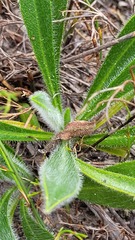 Echiostachys ecklonianus