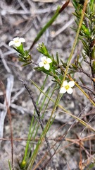 Lachnaea filicaulis