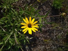 Arctotis schlechteri